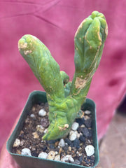 👑💎🌶️🌶️ TBMC — Rooted 6”