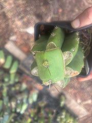 💎👑💎 Salad Fingers — Rooted Slab Graft w/ Pup Starting