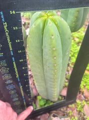 👑🌶️ Scop A — XXL 15” Pup