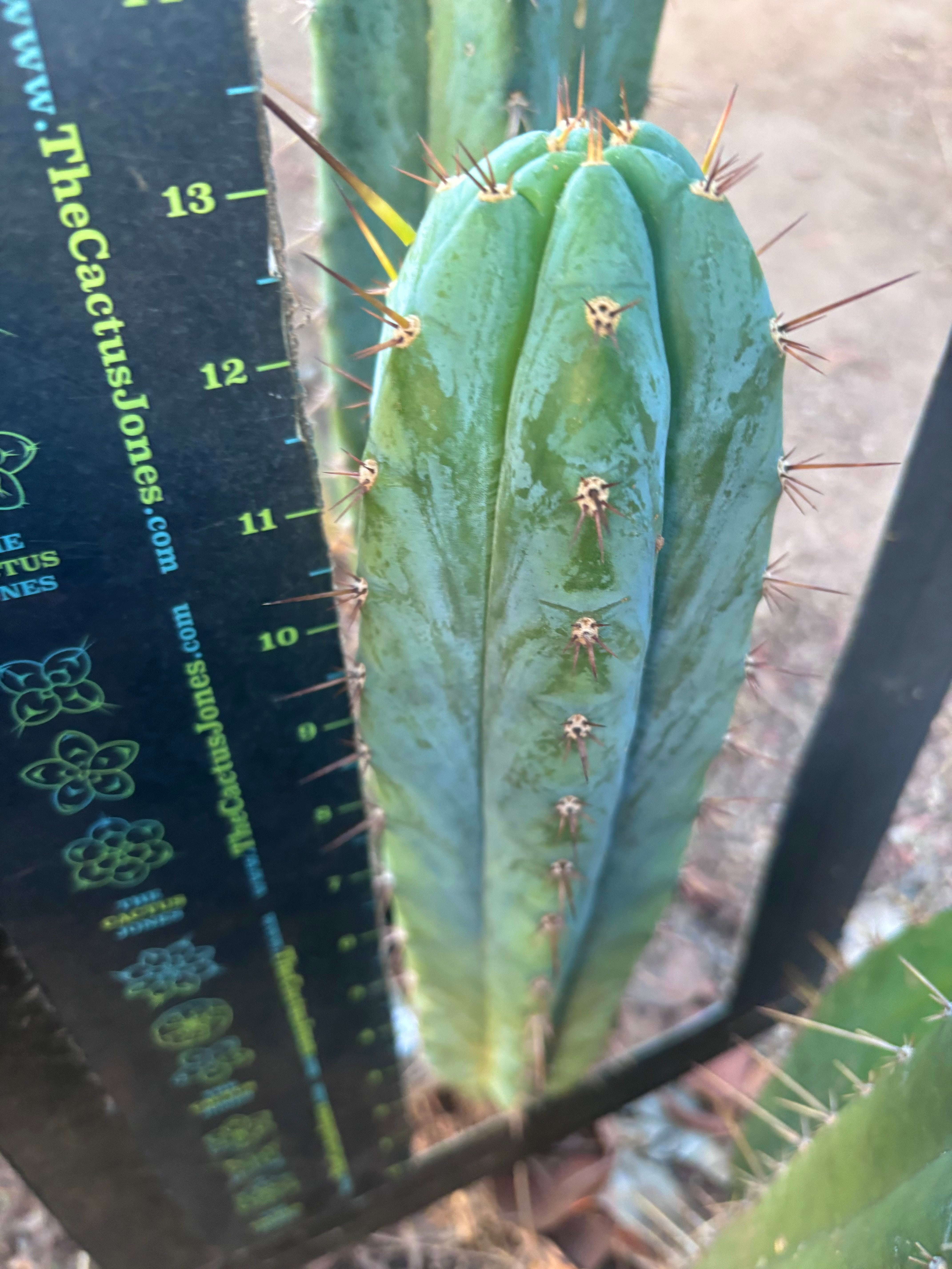 👑🌶️ Kimnach — Beefy 13” Pup