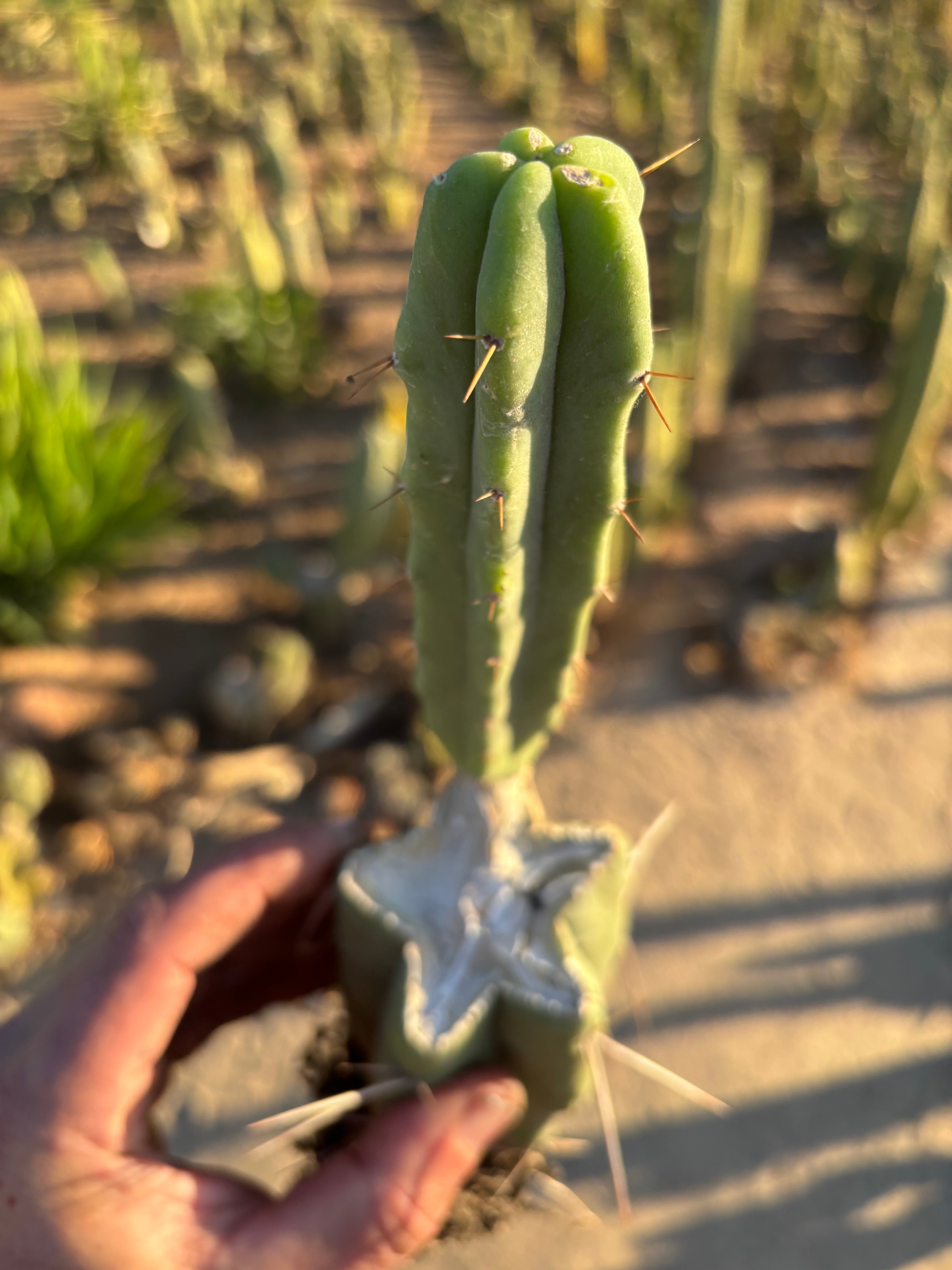 👑🌶️ B01 — Rooted Mid w/Pup