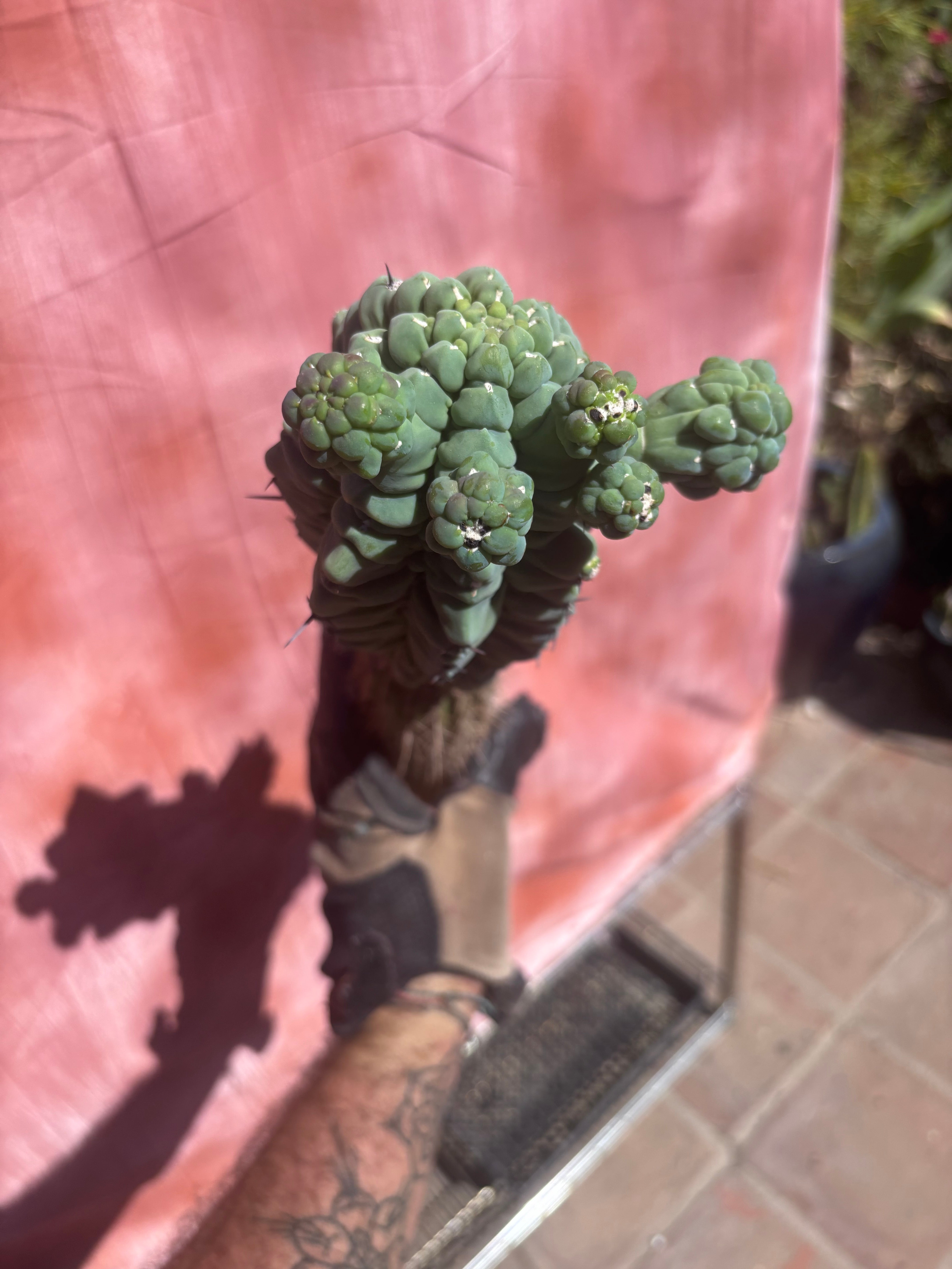 👑💎 Glorp — XL Graft with 5 Pups