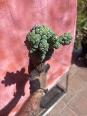👑💎 Glorp — XL Graft with 5 Pups