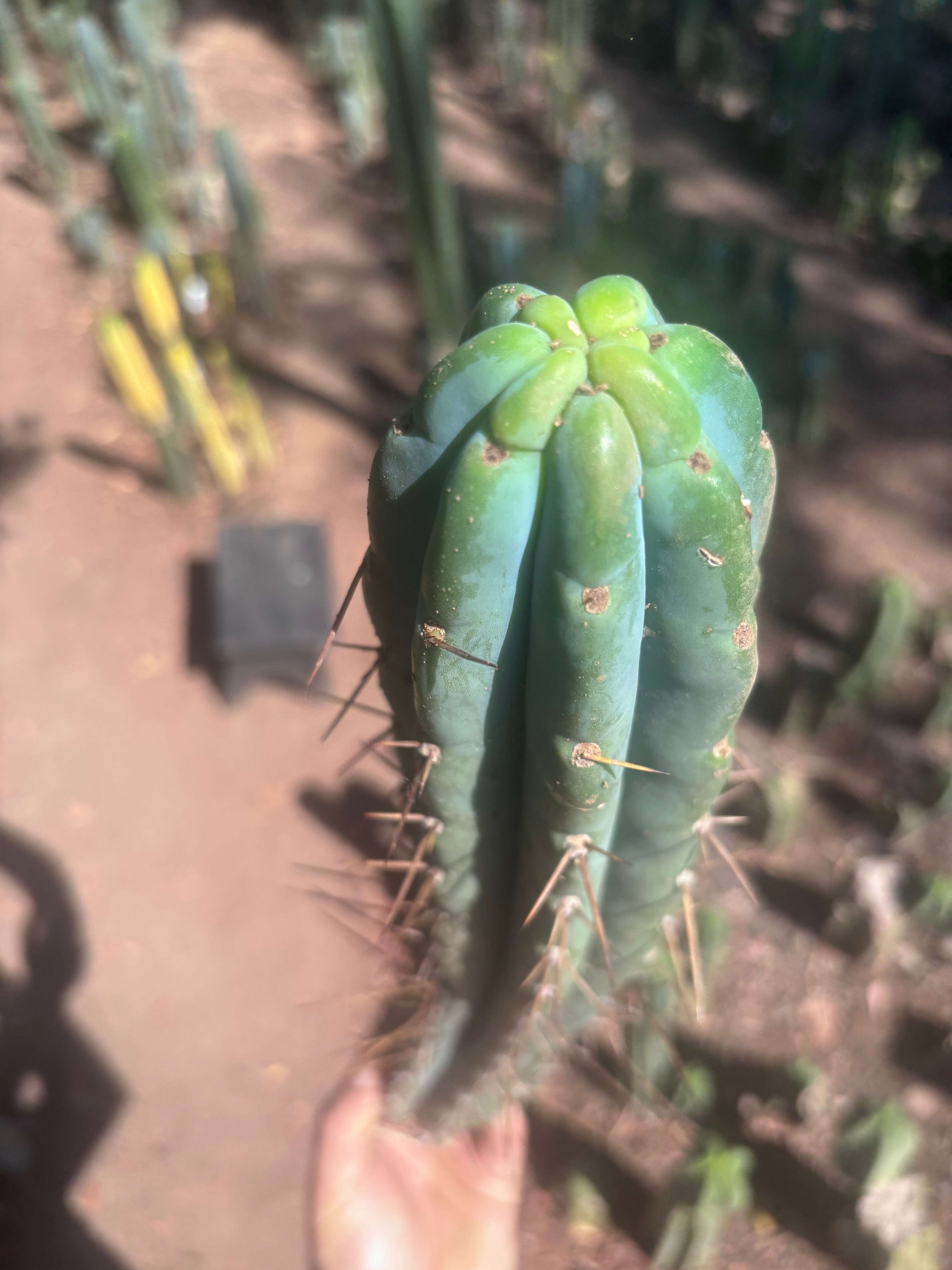 👑🌶️🌶️ Pala! — 10” Tip