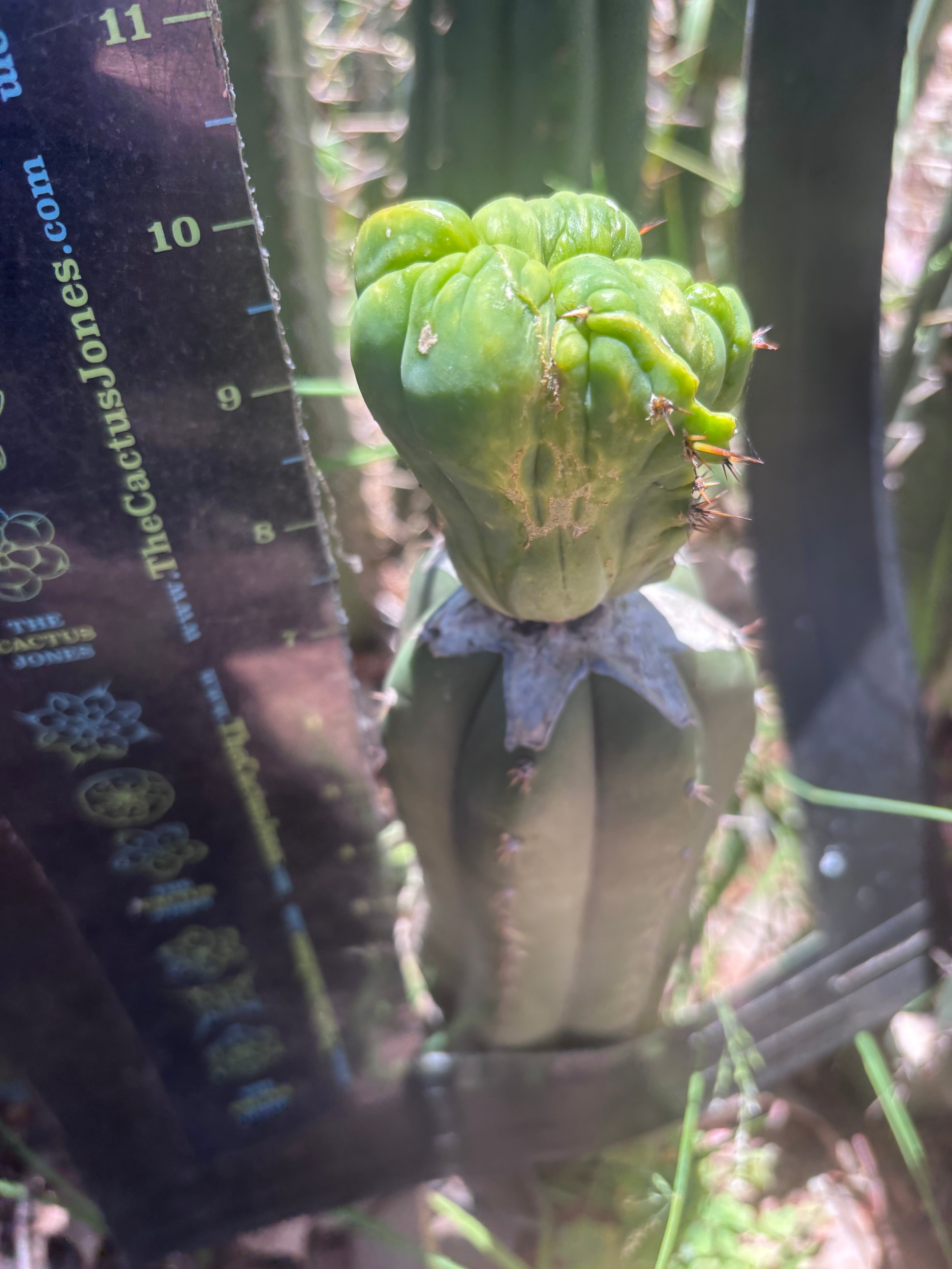 👑💎🌶️🌶️ TBMC Large Graft