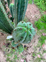 👑 KK339 — 4-5” Cutting.  FREE ADD-ON ITEM