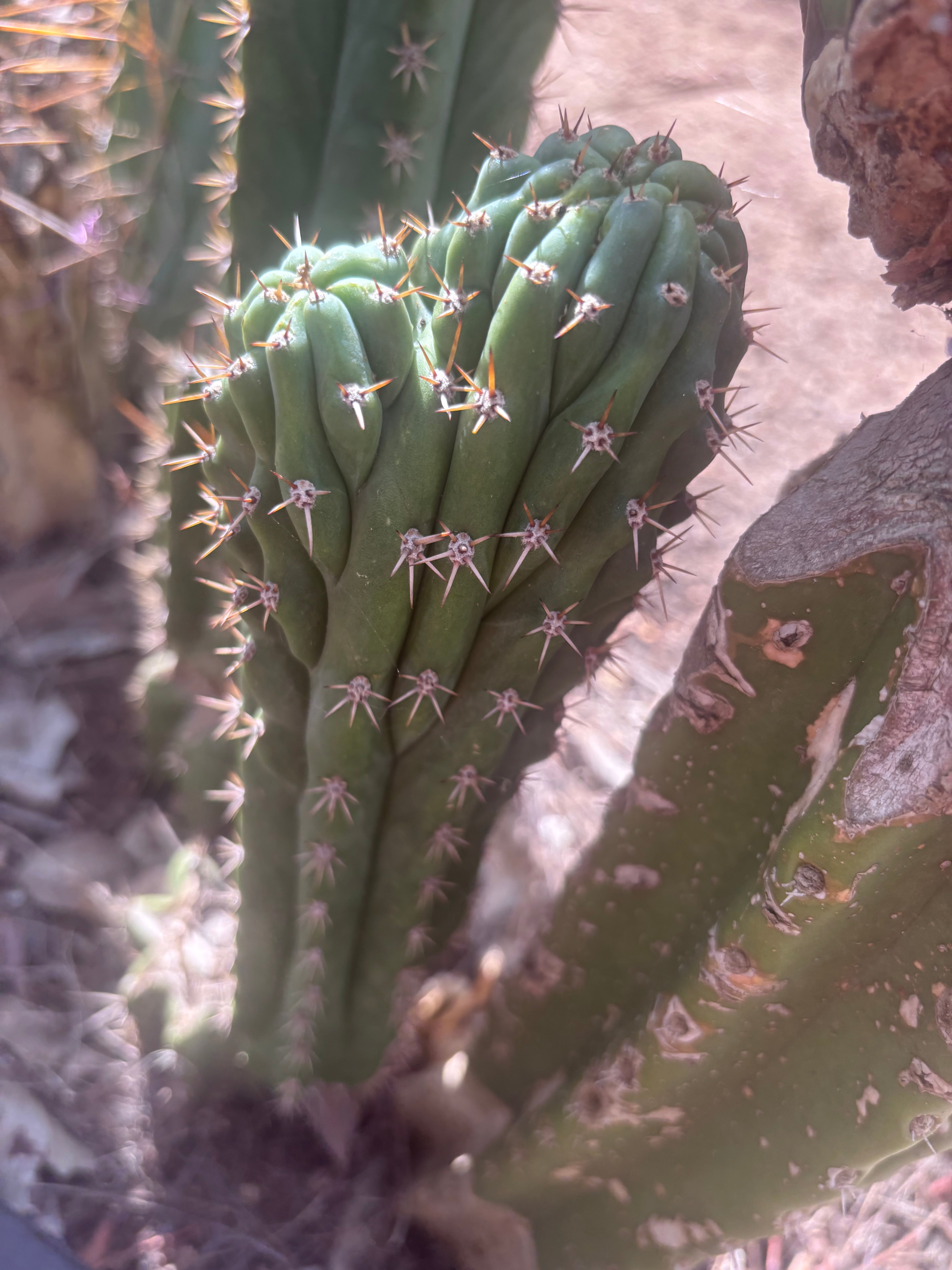 👑🐦‍⬛ RJ’s Clone — 9” Dichot Tip