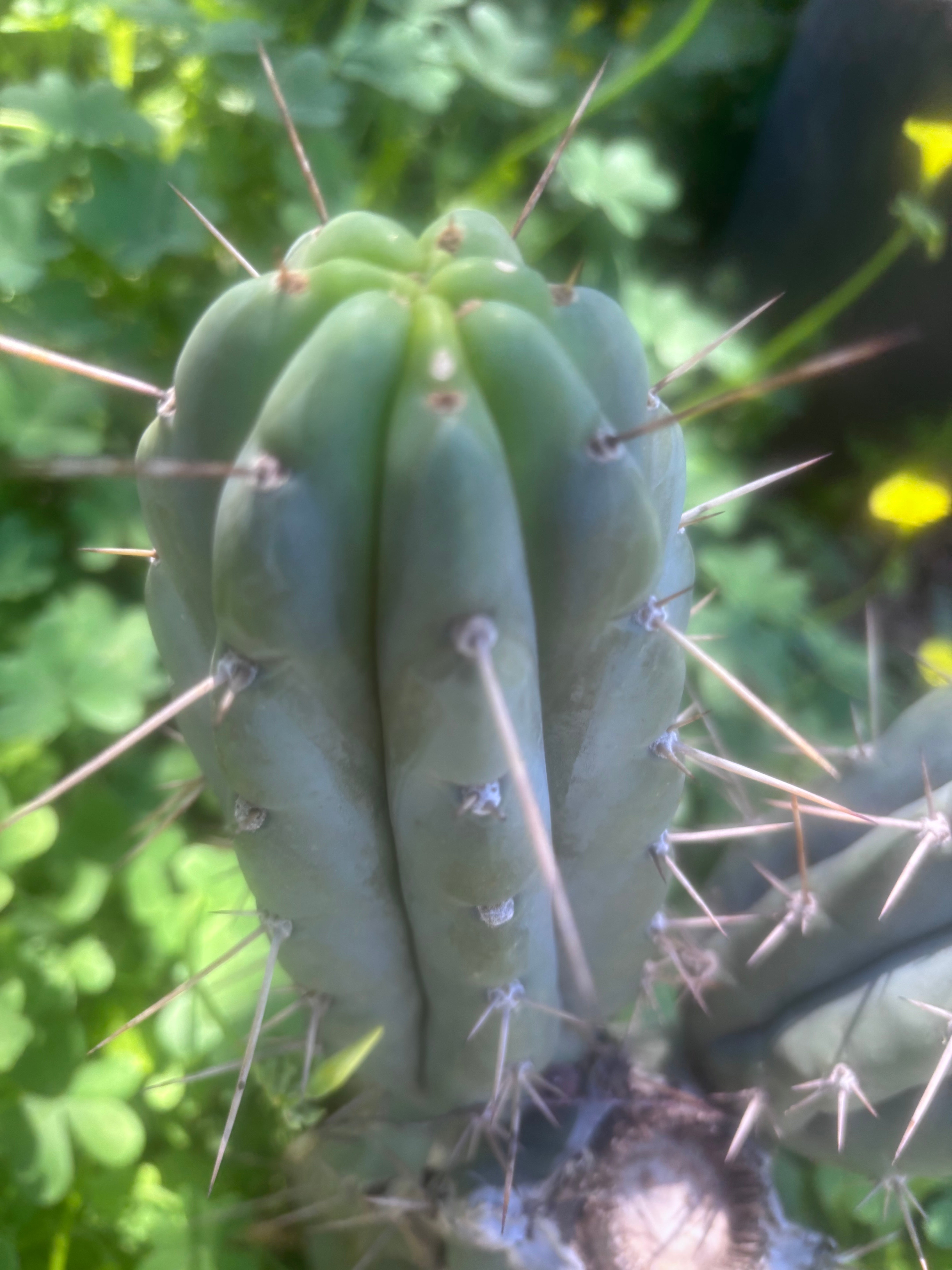 👑🌶️🌶️ Pala! — The Sunday Pup