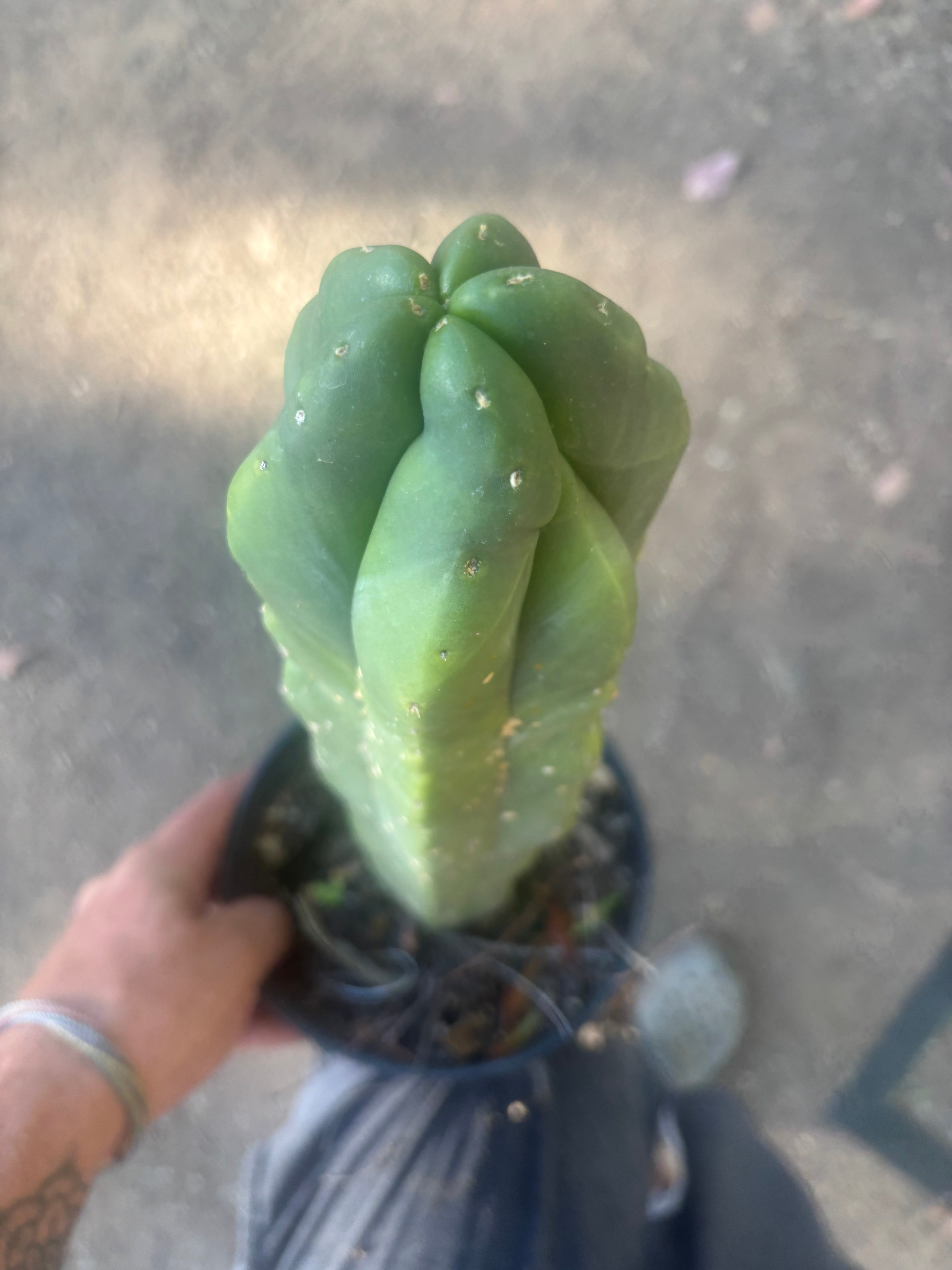 💎 MB x MP Scop — Rooted 14” Chonker