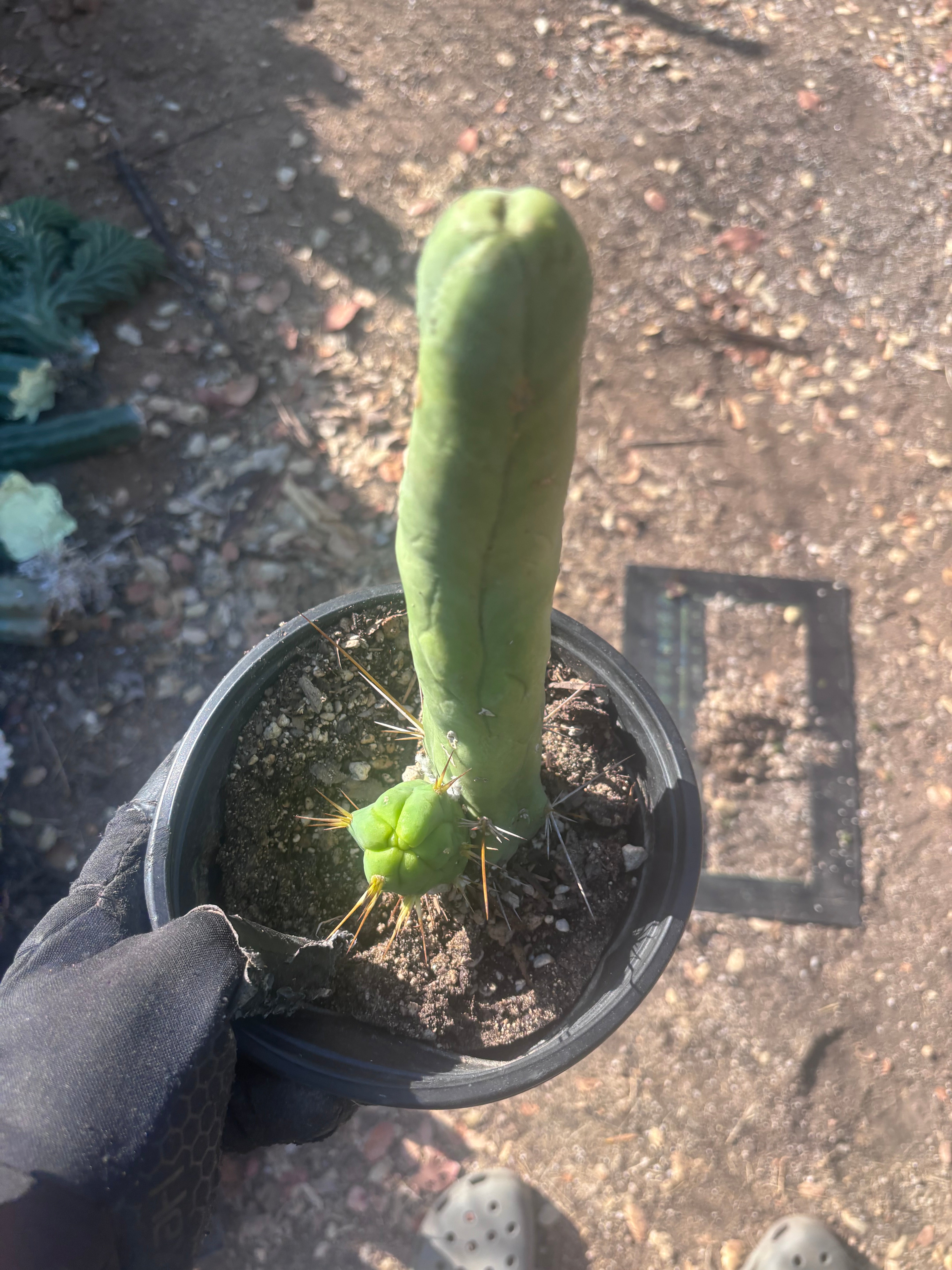 👑🌶️ TBM Long Form — 10” Rooted