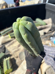 👑💎🌶️🌶️ Eileen — *Thick* 16” Tip