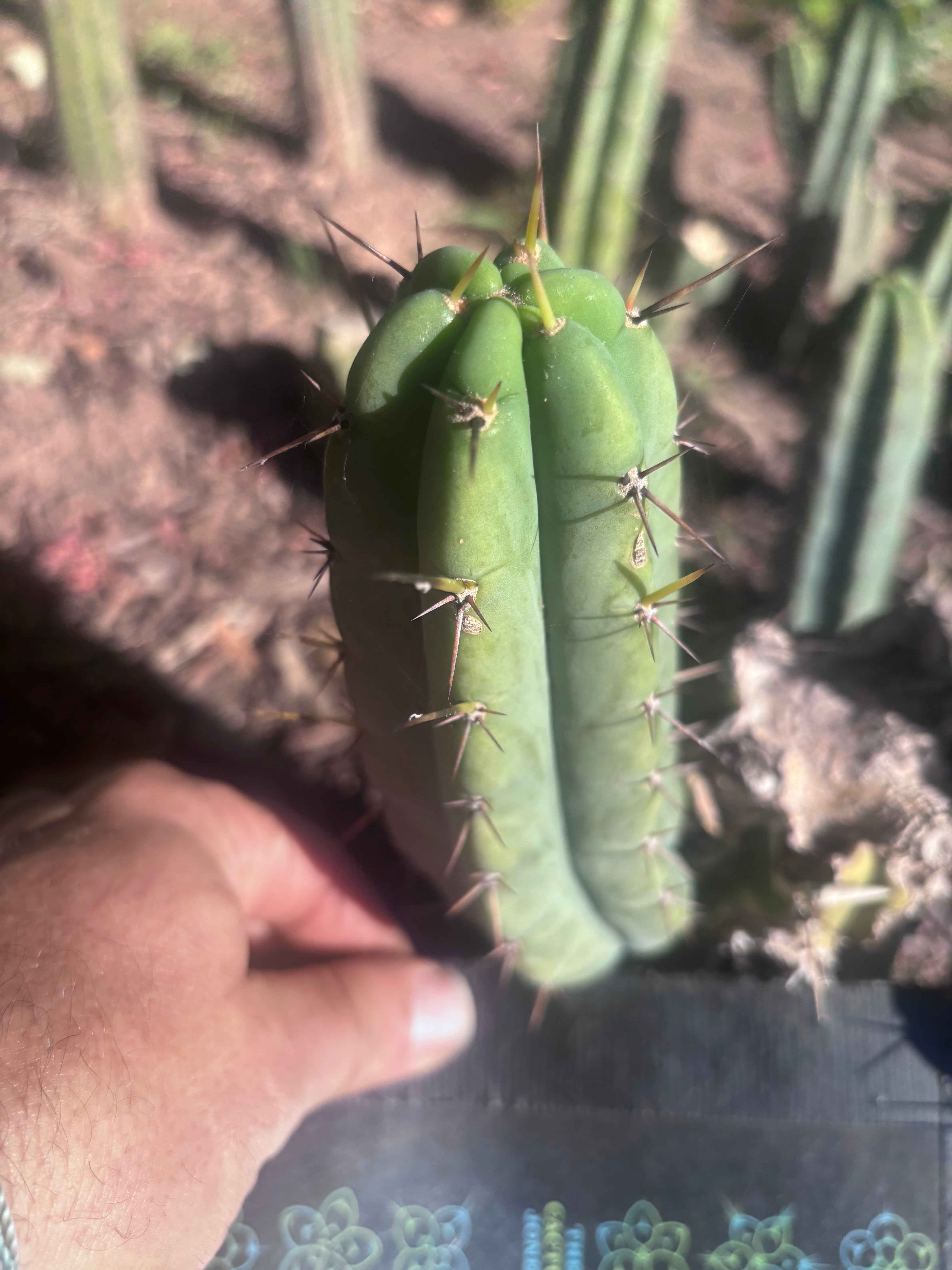 👑🌶️🌶️ Pala! — The Mid Week Pup