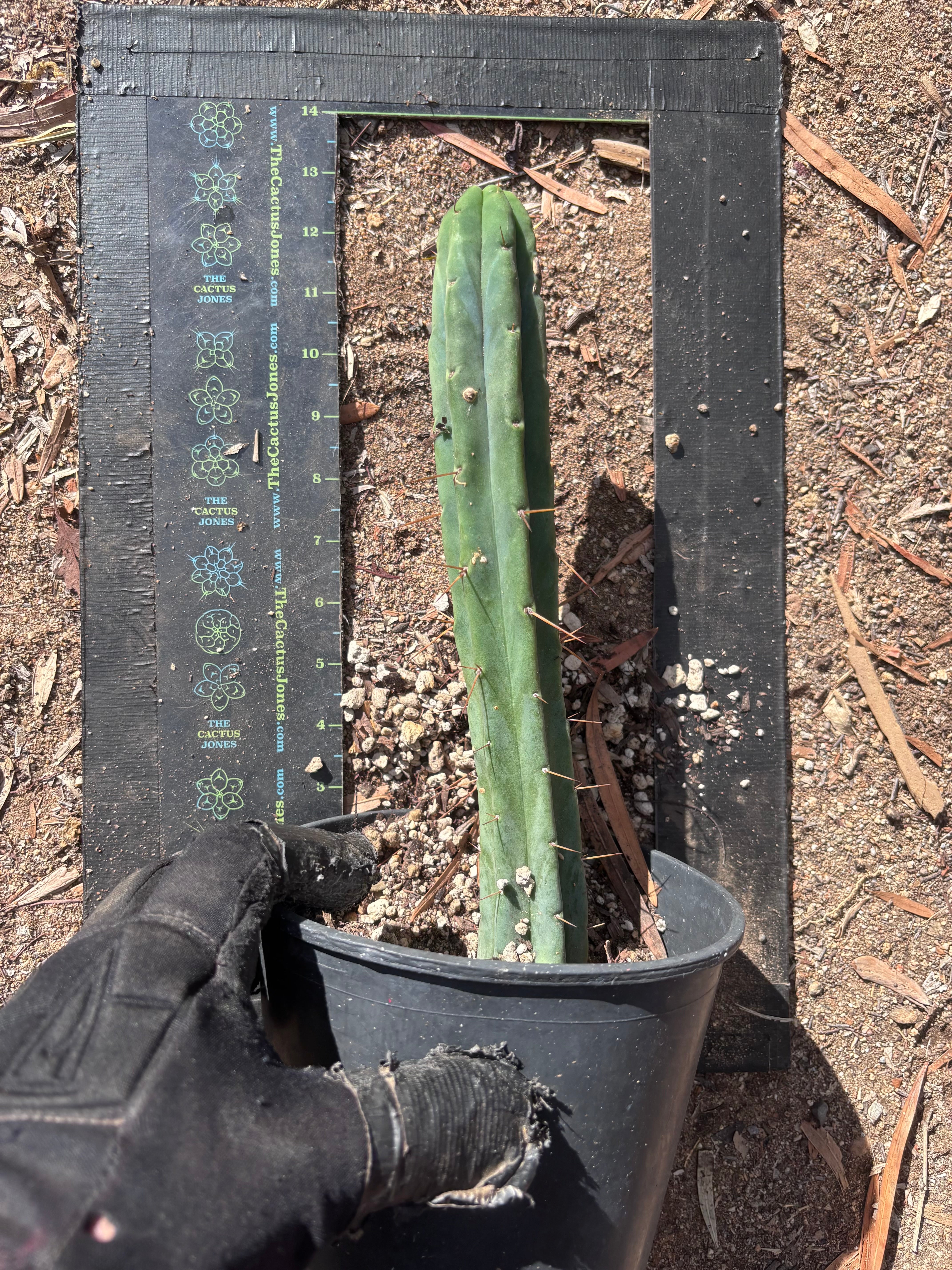 👑🌶️🌶️  Jiimz Twin Spine — *Rooted* 13” Tip