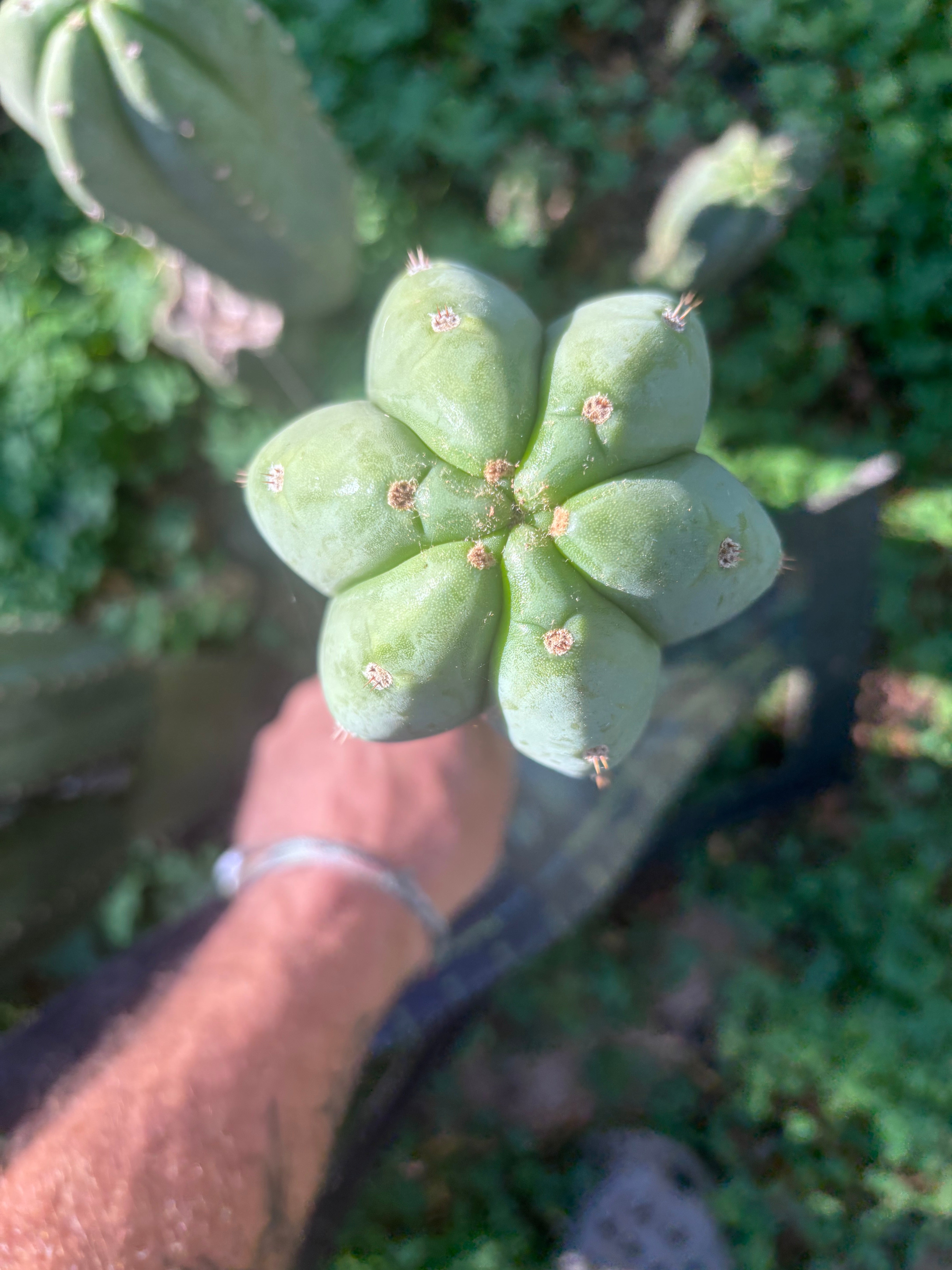 👑🌶️ Pierre — Chonky 12” Tip