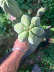 👑🌶️ Pierre — Chonky 12” Tip