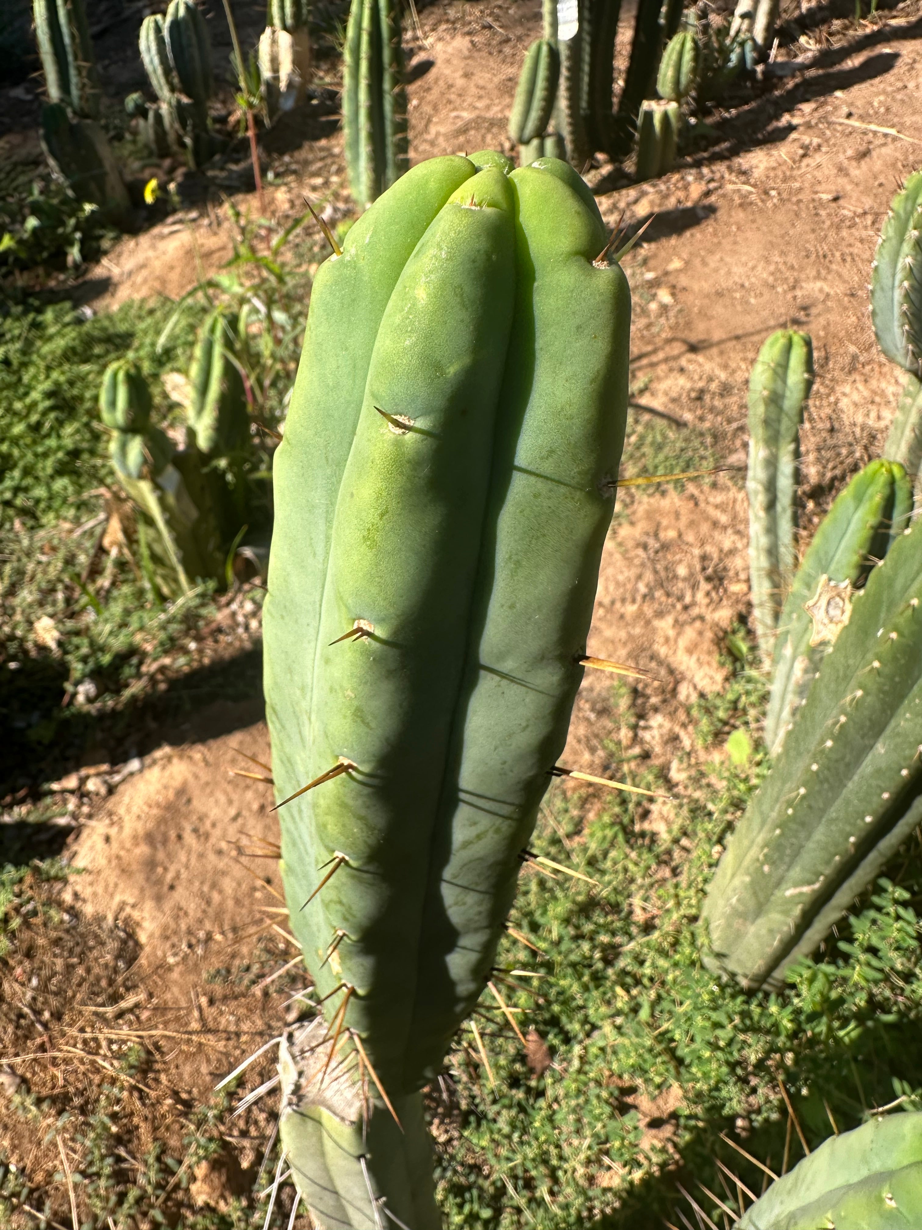 👑💎🌶️ Bob Gillette — 12” Tip