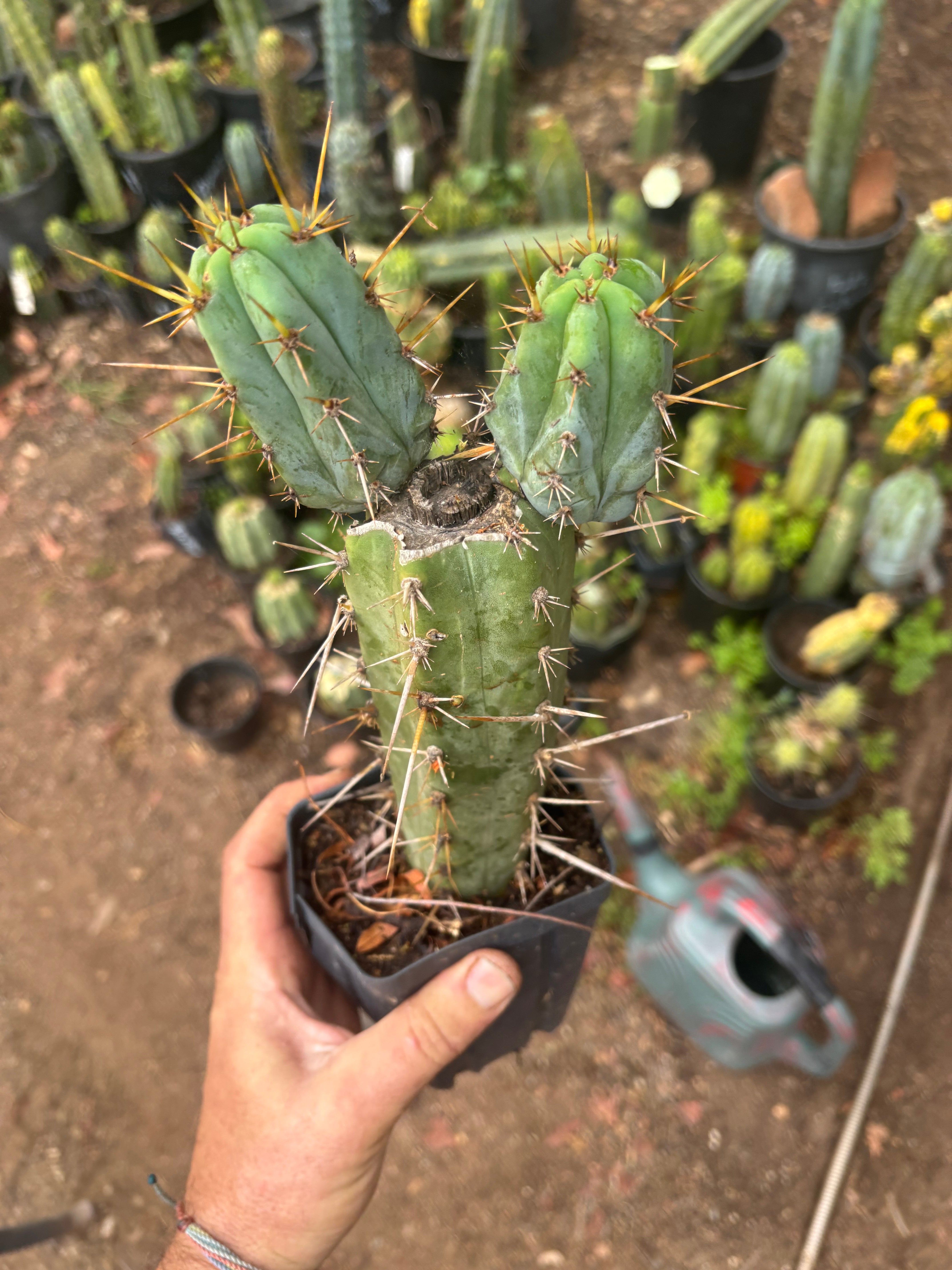 Wild Andes x SS02 — 10” Rooted Mid w/ Pups