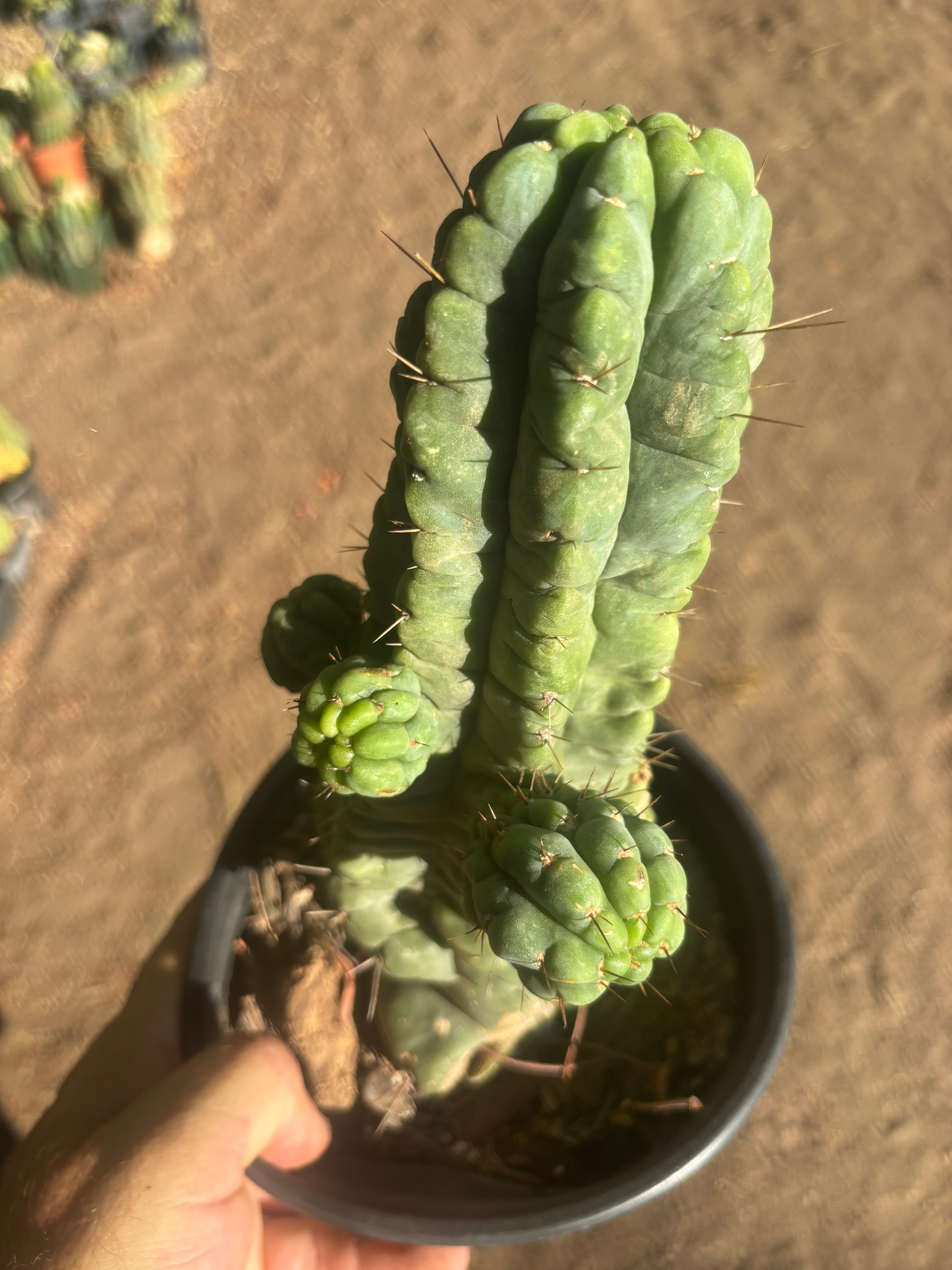 💎👑💎 Havran — Established Multi-Pup Graft on PC