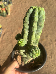 💎👑💎 Havran — Established Multi-Pup Graft on PC