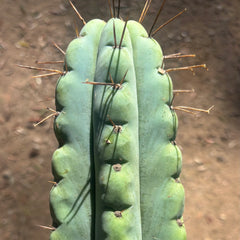 🎁🌶️ NEW Add On Freebie! — NOM Midcuts