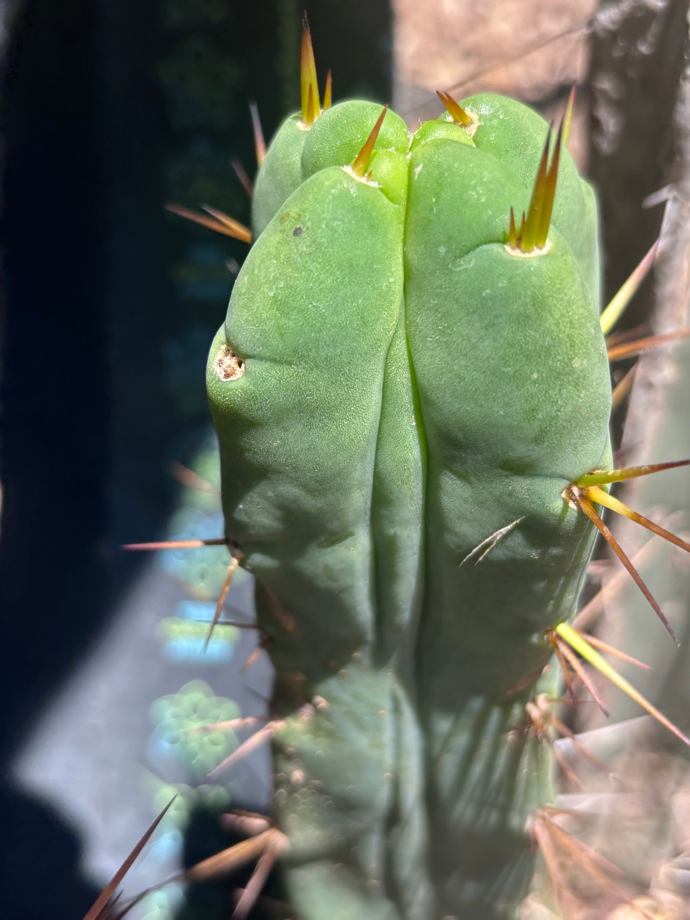 👑🌶️🌶️ Dulzura Wax — Fourwang 10” Pup