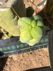 👑💎🌶️ Caballero — 7.5” Pup