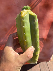 💎👑💎 Havran — Tip Graft Preorder (Restocked)