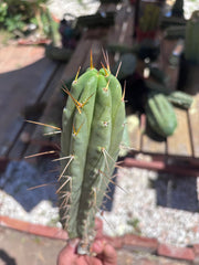 👑🌶️🌶️ Dulzura — 10” Pup