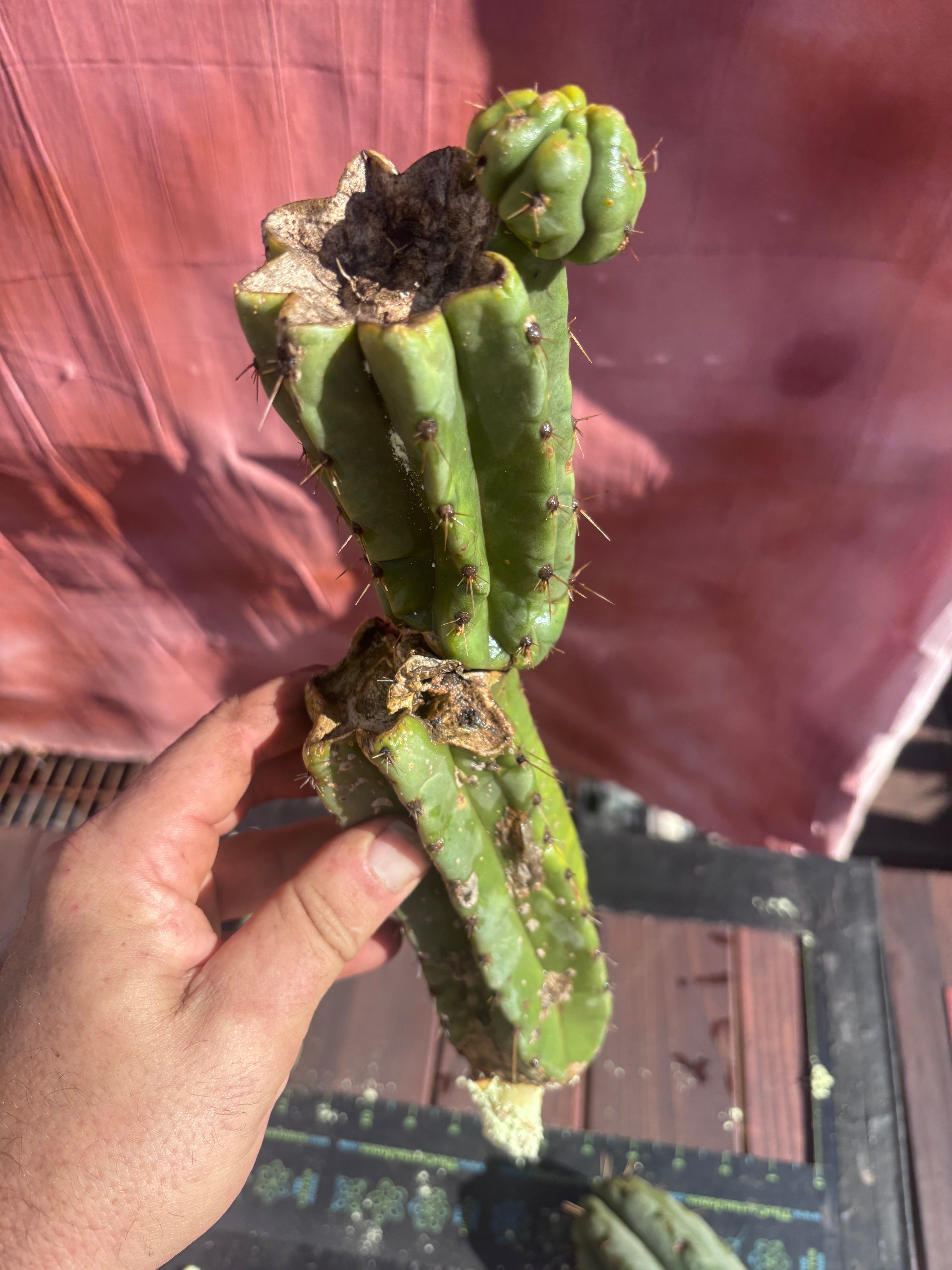 👑🌶️ Yowie — 24” Total