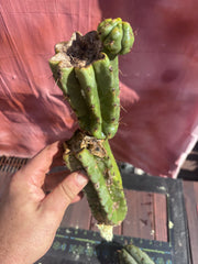 👑🌶️ Yowie — 24” Total