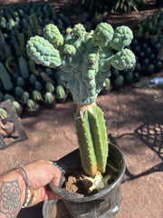 💎👑💎 Glorp — XL Rooted Pupsplosion Graft