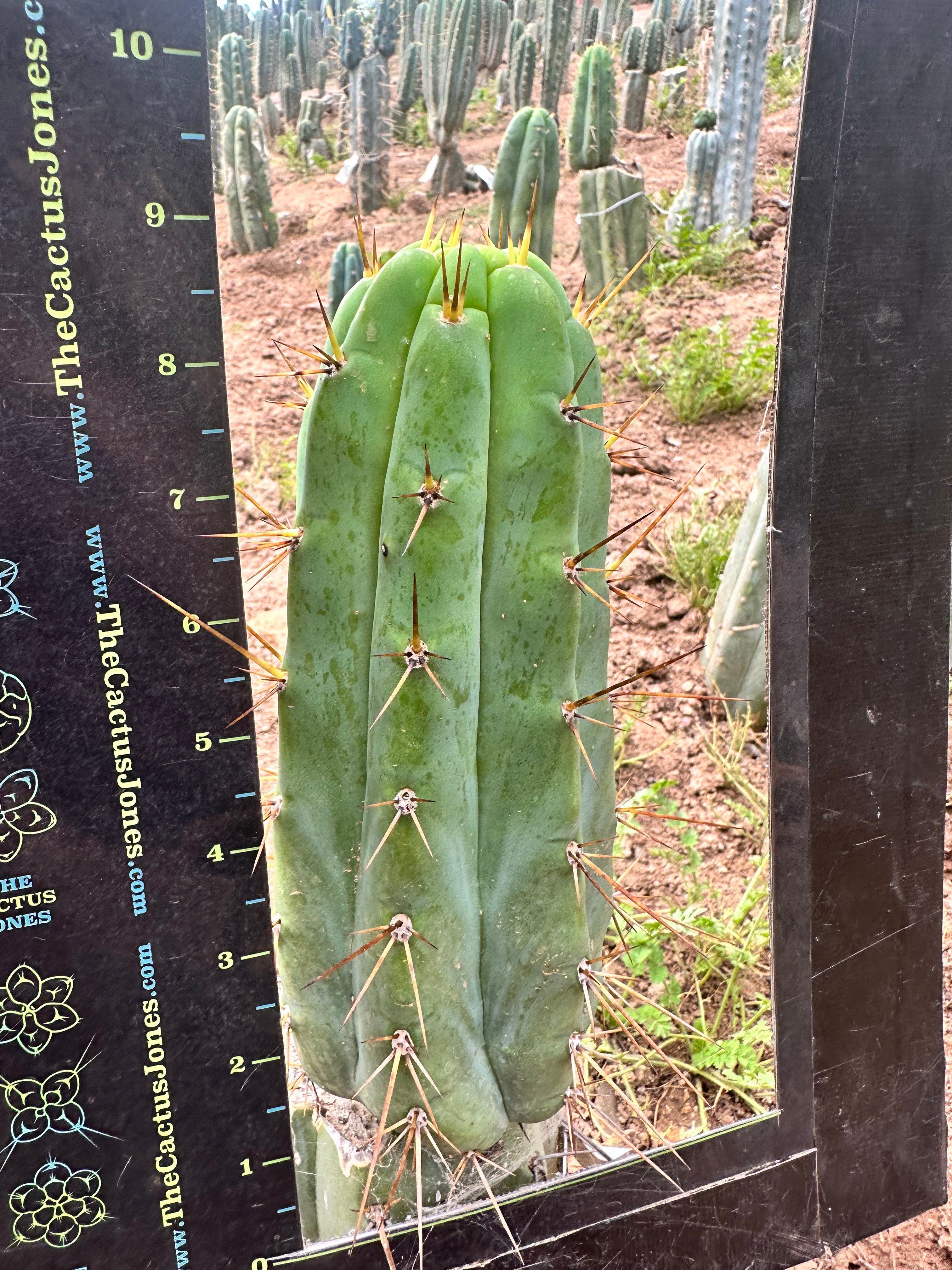 👑 Nash — 9” Grenade