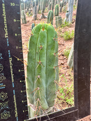 👑 Nash — 9” Grenade