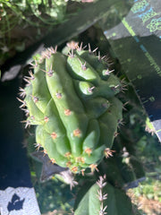 👑🐦‍⬛ RJ’s Clone — 9” Tip