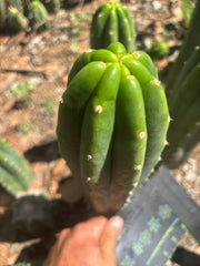 👑🌶️🌶️ Landfill — 10” Tip