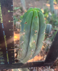 👑🌶️🌶️ Pala — Another 9” Tip