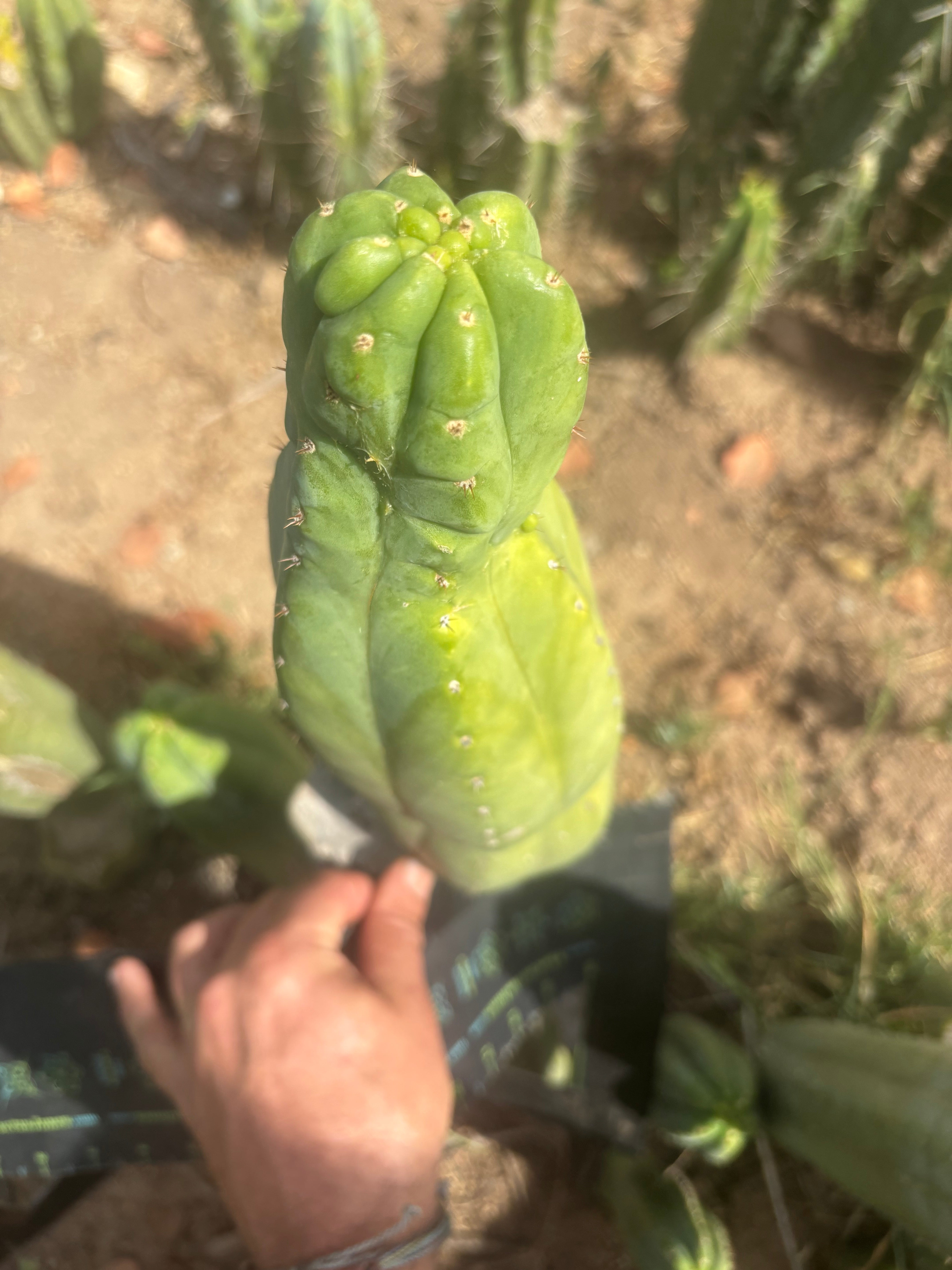 👑🌶️ Maipu — XL 13” Tip