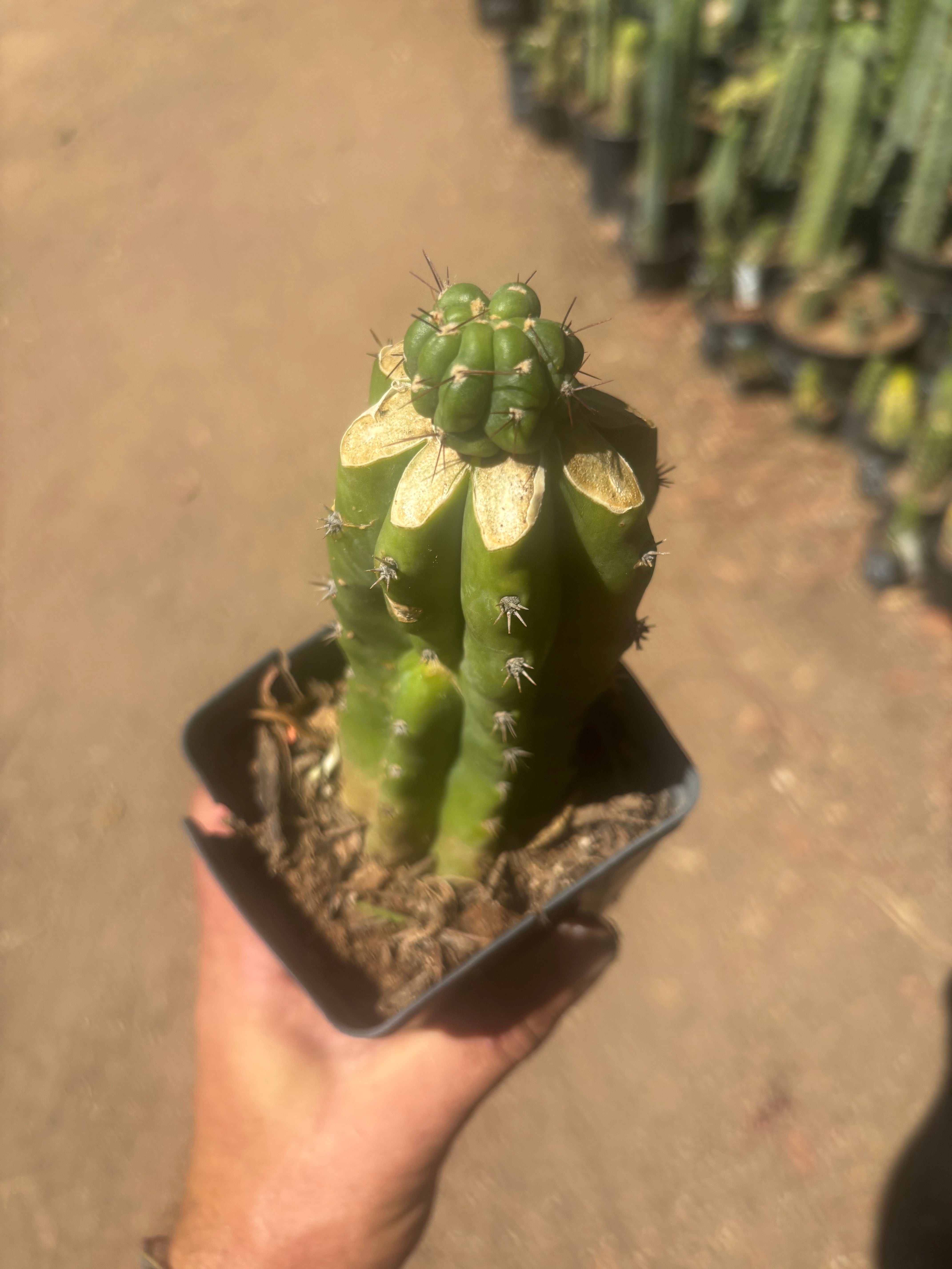 💎👑💎 Havran — Pup Graft on Rooted PC