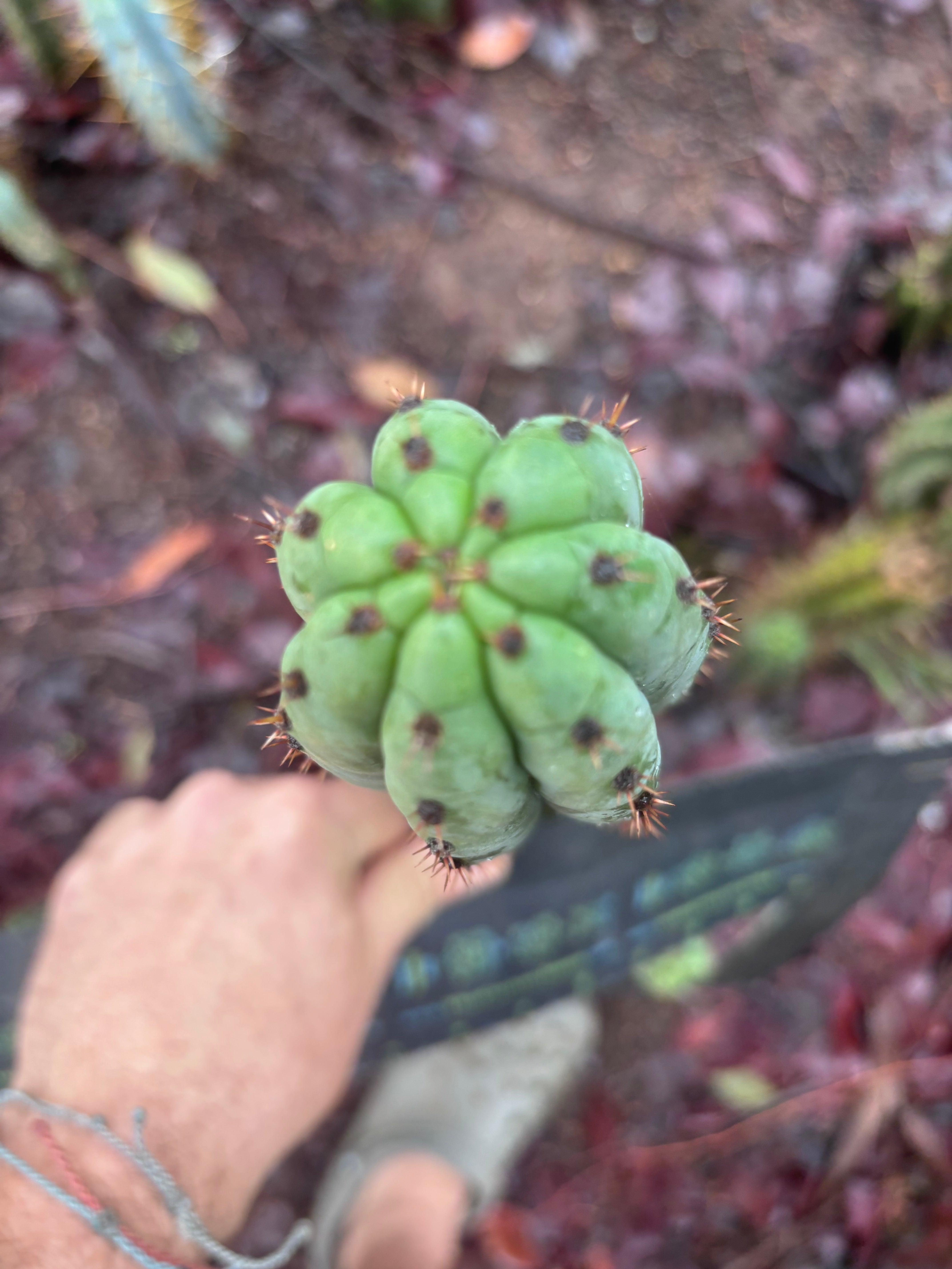 👑🌶️ Torres & Torres — 10” Tips (Restocked)