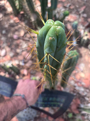 🌶️ Psycho0’ x Sina — 14” Tip