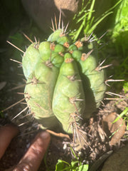 💎👑💎 Papa Smurf — Fully Rooted Grenade