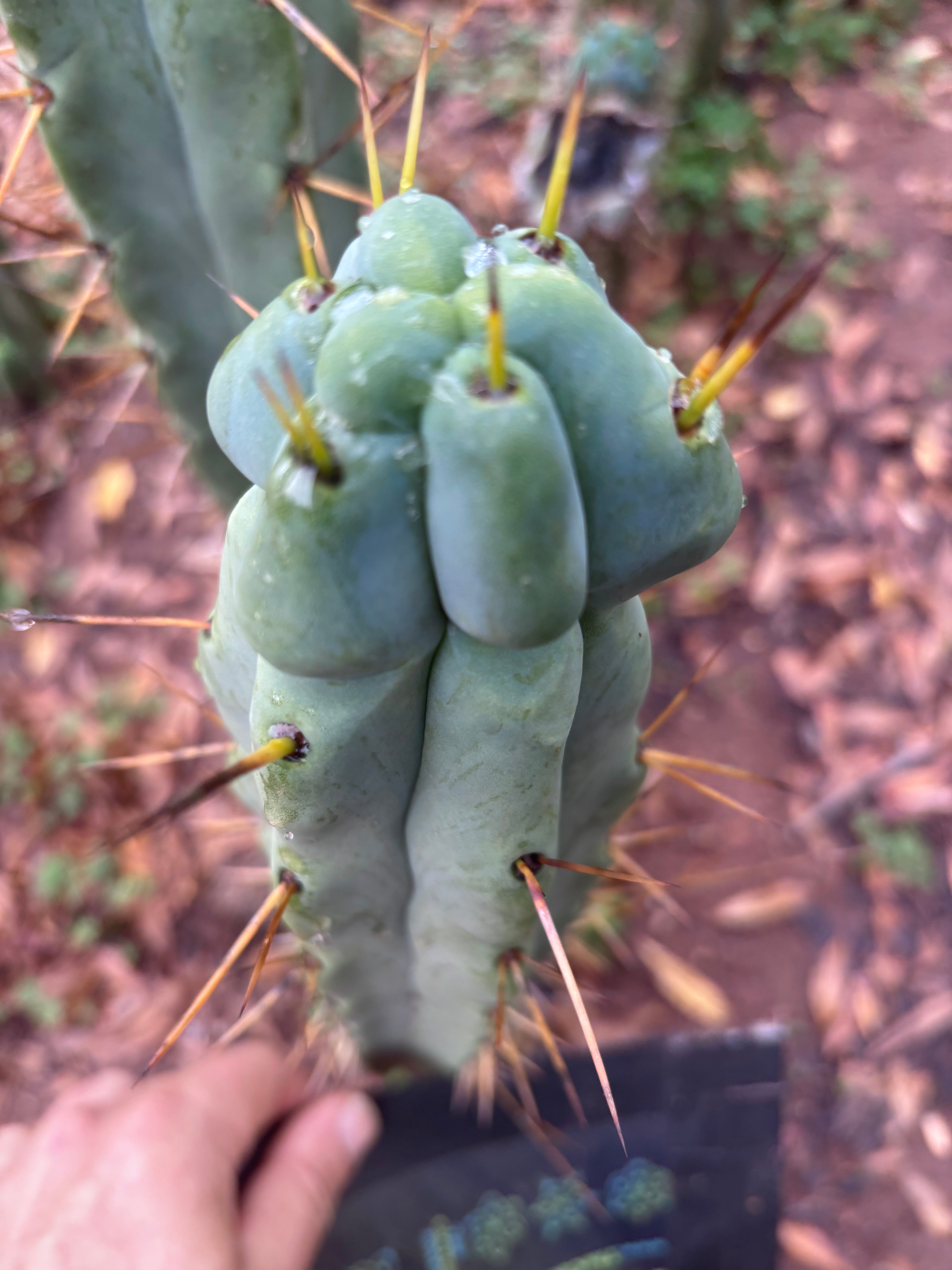 💎🌶️ Kai x Sina — Melty 10” Tip