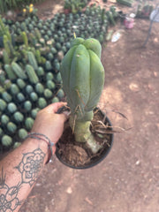 👑🌶️ Caballero — 11” Rooted