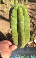 👑💎🌶️ Bob’s Colossus—  Chonky 8.5” Pup