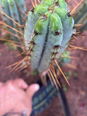 👑🌶️ DeLorean — XL 14” Pup