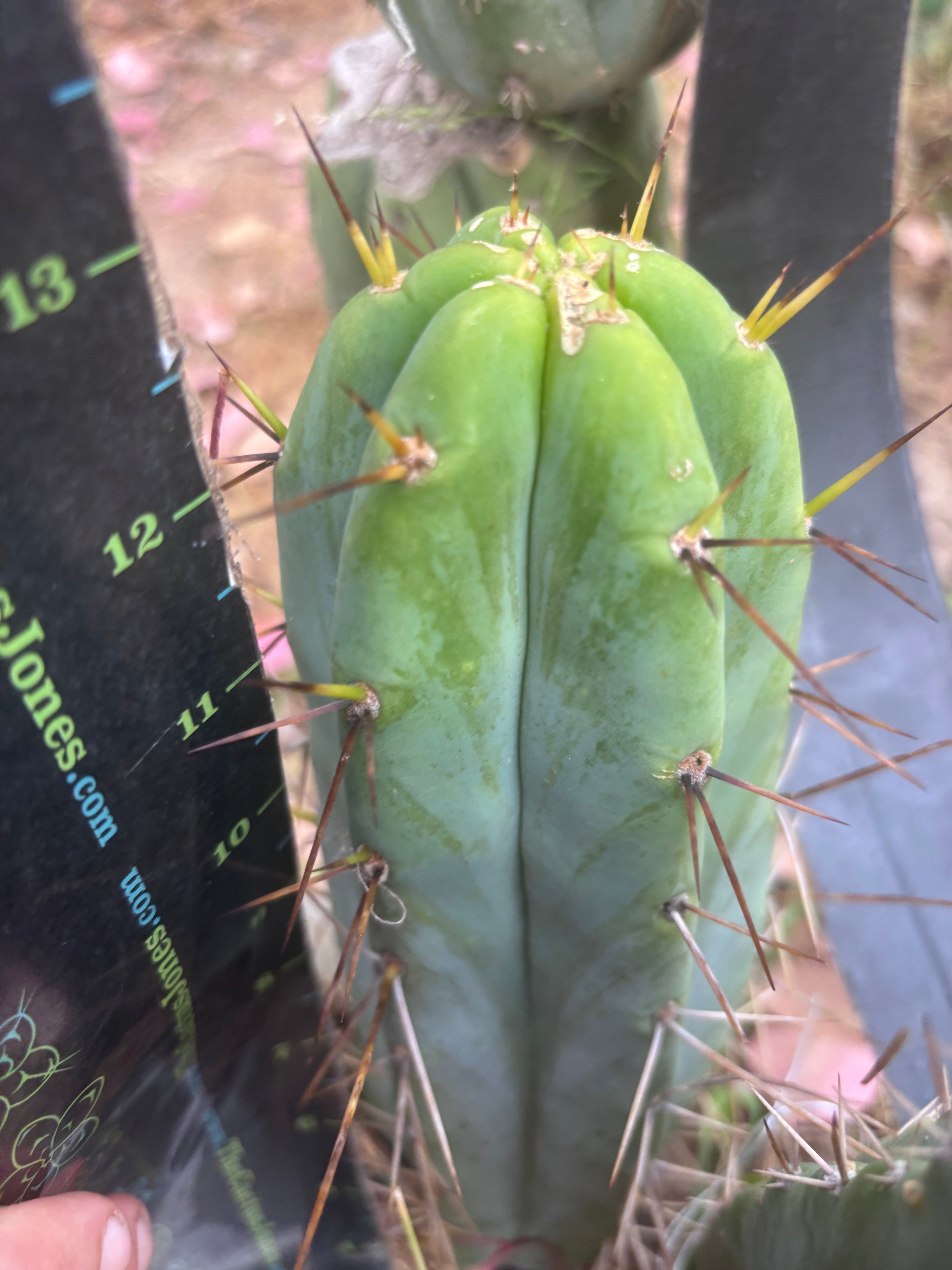 👑🌶️🌶️  Lumberjack — 13” Pup