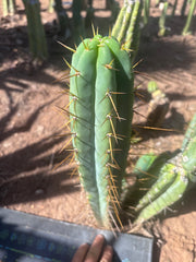 👑🌶️🌶️  Lumberjack — 15” Pup