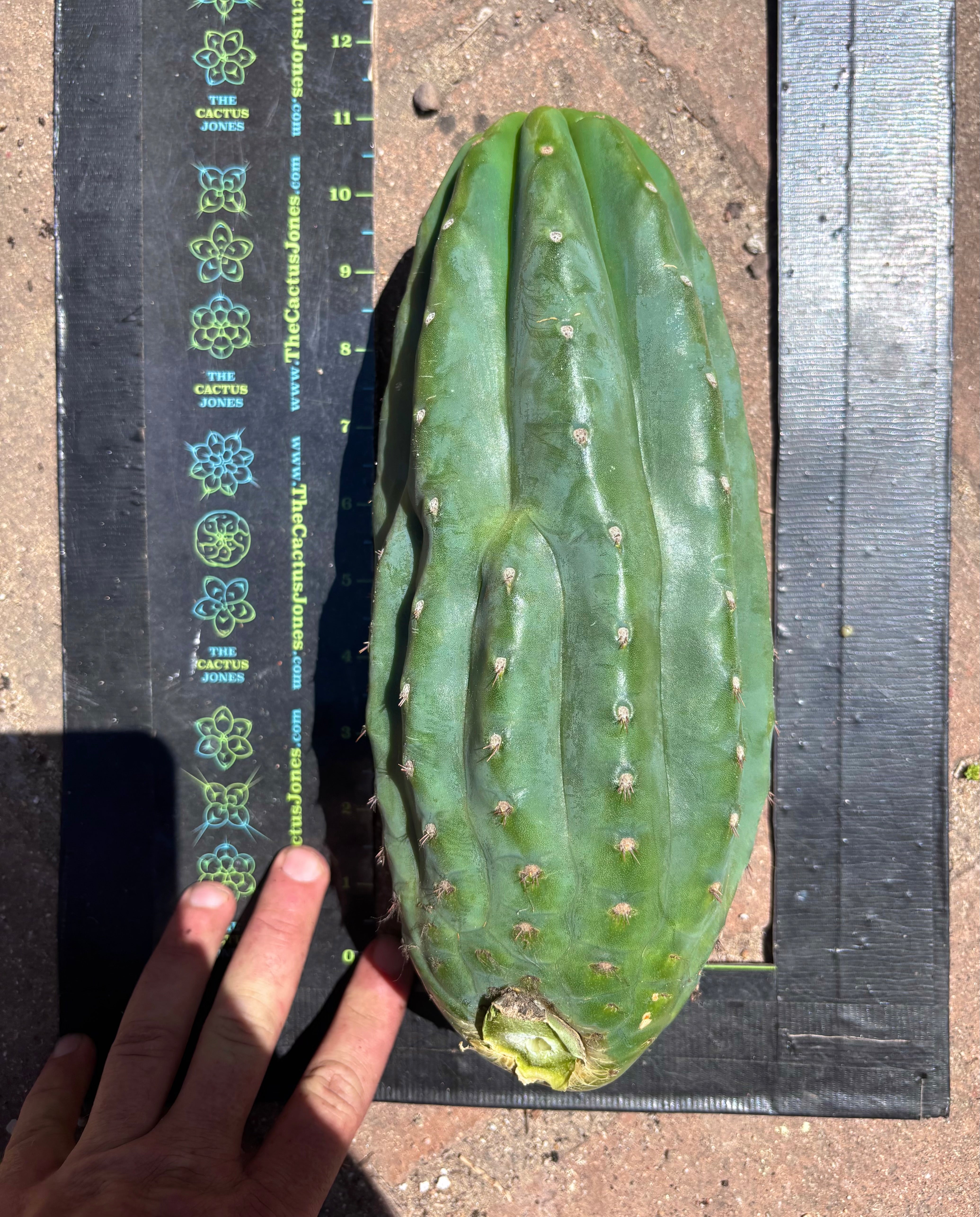 👑🌶️ Pierre — BEEFY 12” Pup