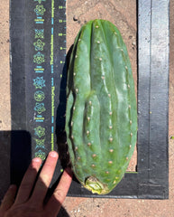 👑🌶️ Pierre — BEEFY 12” Pup