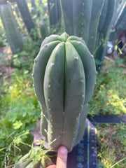 💎🌶️ Jonesy07 — Massive 14” Pup